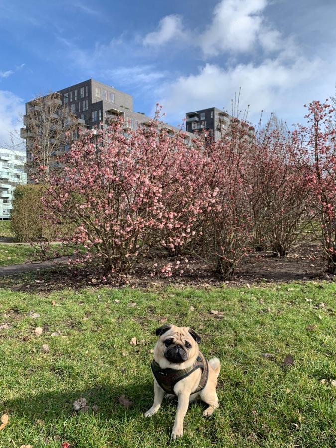 Cute Pug Guest Room Copenhagen Exterior photo