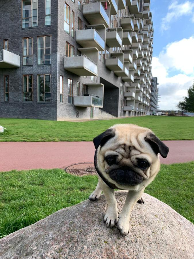 Cute Pug Guest Room Copenhagen Exterior photo